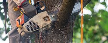 Best Tree Preservation Services  in Lake Park, GA