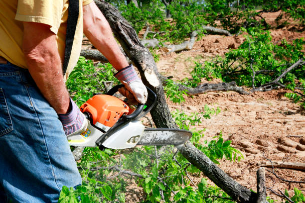 Best Tree and Shrub Care  in Lake Park, GA